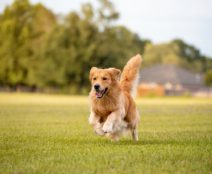 golden retriever dog running in a field